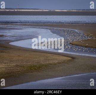 SINT JACOBIPAROCHIE - Ein Salzmarschgebiet für Vögel in der Gegend von Wadden. Wad Birds können hier essen, sich vermehren und ausruhen. ANP KOEN VAN WEEL niederlande raus - belgien raus Stockfoto