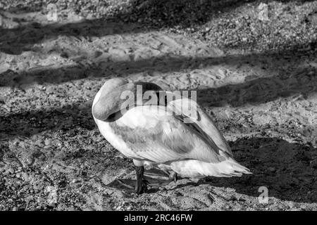 Malerischer Blick auf einen weißen Schwan am Genfer See im Genfer Hafen. Stockfoto