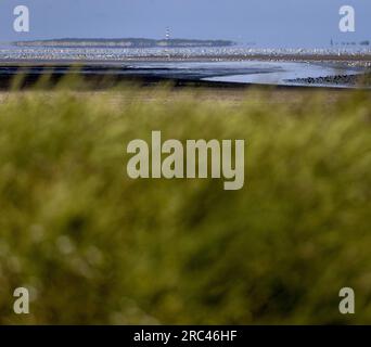 SINT JACOBIPAROCHIE - Ein Salzmarschgebiet für Vögel in der Gegend von Wadden. Wad Birds können hier essen, sich vermehren und ausruhen. ANP KOEN VAN WEEL niederlande raus - belgien raus Stockfoto