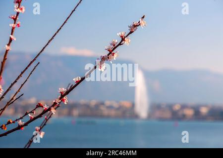 Malerischer Blick vom Genfer See an der Bucht von Genf, der von einem Zweig von Kirschblüten, dem französischen Teil der Schweiz, unscharf beobachtet wird. Stockfoto