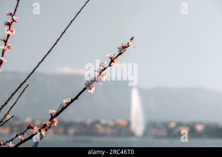Malerischer Blick vom Genfer See an der Bucht von Genf, der von einem Zweig von Kirschblüten, dem französischen Teil der Schweiz, unscharf beobachtet wird. Stockfoto