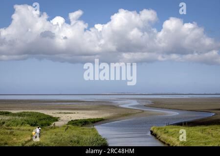 SINT JACOBIPAROCHIE - Ein Salzmarschgebiet für Vögel in der Gegend von Wadden. Wad Birds können hier essen, sich vermehren und ausruhen. ANP KOEN VAN WEEL niederlande raus - belgien raus Stockfoto