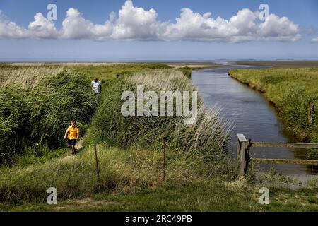 SINT JACOBIPAROCHIE - Ein Salzmarschgebiet für Vögel in der Gegend von Wadden. Wad Birds können hier essen, sich vermehren und ausruhen. ANP KOEN VAN WEEL niederlande raus - belgien raus Stockfoto