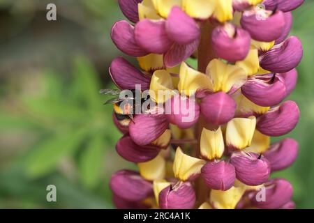 Pflanzen, im Freien, Blume, Biene auf Lupine. Stockfoto