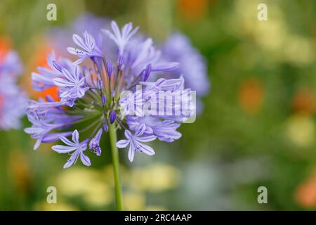 Pflanzen, Blumen, blaue Agapanthus wächst im Freien. Stockfoto