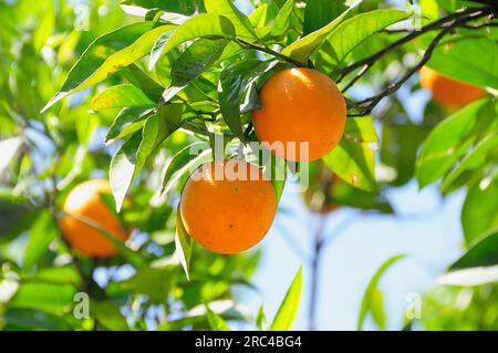 Italien, Latium, Rom, Villa Borghese, Villa Giulia, Orange Tree in den Gärten. Stockfoto