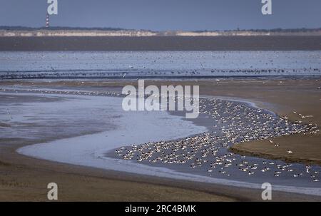 SINT JACOBIPAROCHIE - Ein Salzmarschgebiet für Vögel in der Gegend von Wadden. Wad Birds können hier essen, sich vermehren und ausruhen. ANP KOEN VAN WEEL niederlande raus - belgien raus Stockfoto