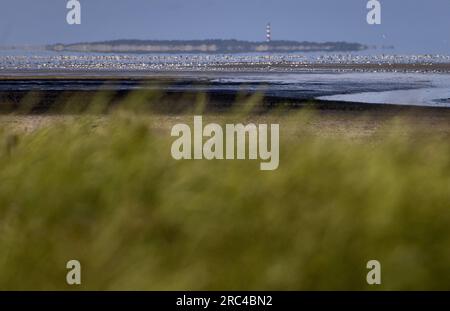 SINT JACOBIPAROCHIE - Ein Salzmarschgebiet für Vögel in der Gegend von Wadden. Wad Birds können hier essen, sich vermehren und ausruhen. ANP KOEN VAN WEEL niederlande raus - belgien raus Stockfoto