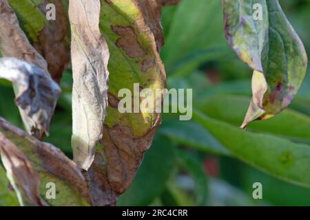 Cornus anthracnose, Hundewald anthracnose. Stockfoto