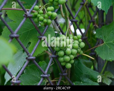 Unreife Bio-Trauben, die an einer Weinrebe hängen. Schließen. Stockfoto