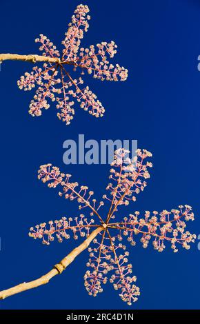 Irland, County Fermanagh, Florence Court, Gartenblume im Herbst. Florencecourt Stockfoto