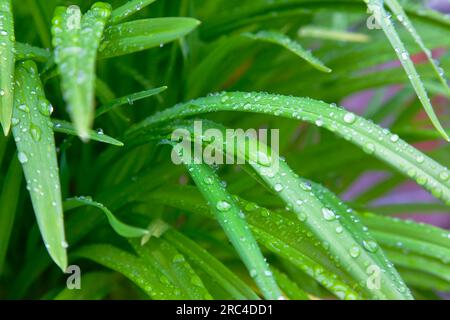 Pflanzen, Laub, Wassertropfen auf grünem Laub im Garten. Stockfoto