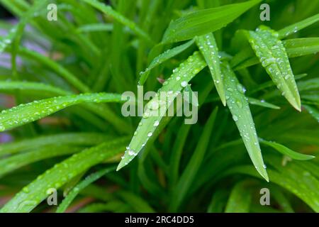 Pflanzen, Laub, Wassertropfen auf grünem Laub im Garten. Stockfoto