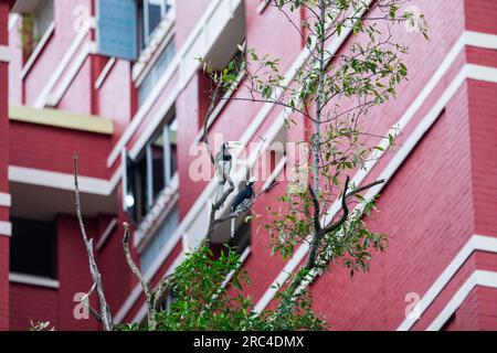 Ein Paar orientalische Rattenpferde, die auf einem Haken vor einem Wohnblock in Singapur sitzen Stockfoto