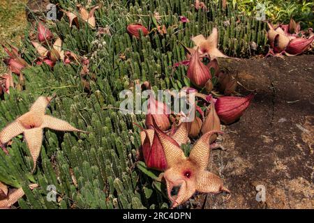 Stapelia gigantea ist eine Art Blütenpflanze der Gattung Stapelia der Familie Apocynaceae. Gebräuchliche Namen sind Zulu Riese, Aaspflanze Stockfoto