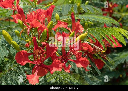 Israel, She'an, She'an Nationalpark, Rote Blüten auf einem Flammenbaum, Delonix regia, im Norden Israels. Es ist auch bekannt als Royal Poinciana Stockfoto