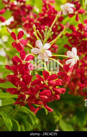 Israel, Tiberius, Rangoon Creeper oder chinesisches Geißblatt, Combretum indicum, in den Gärten eines Hotels in Tiberius in Israel. Es ist asiatisch, aber Stockfoto