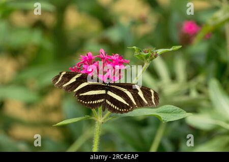 Zebra Longwing oder Zebra Heliconia Butterfly, (Heliconius charitonia), Fütterung auf einer Blume in der Nähe von Panajachel, Guatemala Stockfoto