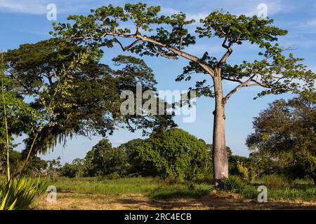 Guyana, Demerara-Mahaica Region, Georgetown, Seidenbaumwolle oder Kapok Tree, Ceiba pentandra, in den Botanischen Gärten. Eine große Agarpflanze blüht auf Stockfoto