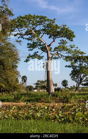 Guyana, Demerara-Mahaica Region, Georgetown, Seide Baumwolle oder Kapok Baum, Ceiba pentandra, in den Botanischen Gärten. Im Vordergrund sind Lotuspflanzen. Stockfoto