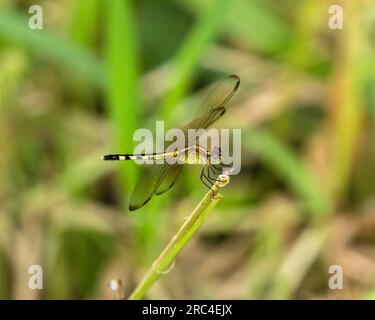 Guyana, Demerara-Mahaica Region, Georgetown, EIN Band-geflügeltes Dragonlet, Erythrodiplax umbrata, auf einer Zweigstelle im Botanischen Garten. Stockfoto