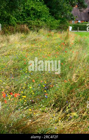 Kleiner unordentlicher Bereich auf einem Spielfeld für die Natur mit einem Schild, das den Leuten sagt, warum er nicht gemäht wurde. Stockfoto