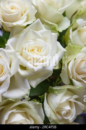 Flora, Blumen, Rose, Rosa, Weiße Rosen in Vase. Stockfoto