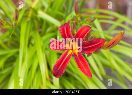 Flora, Blumen, Hermerocallis, Lilie, rot gefärbte Tageslilien, die im Garten wachsen. Stockfoto