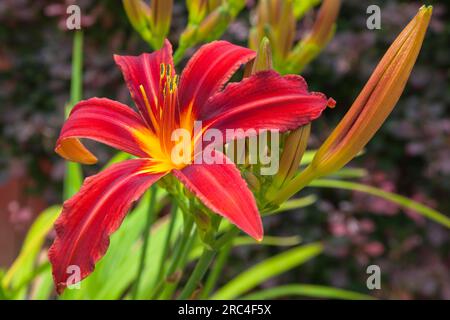 Flora, Blumen, Hermerocallis, Lilie, rot gefärbte Tageslilien, die im Garten wachsen. Stockfoto