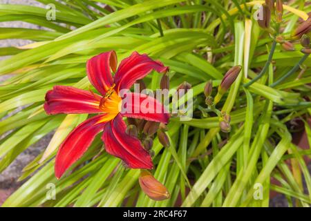 Flora, Blumen, Hermerocallis, Lilie, rot gefärbte Tageslilien, die im Garten wachsen. Stockfoto