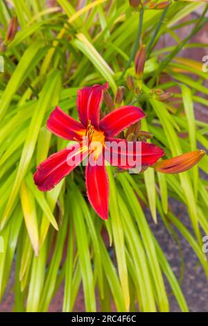 Flora, Blumen, Hermerocallis, Lilie, rot gefärbte Tageslilien, die im Garten wachsen. Stockfoto