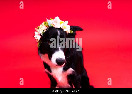 Border-Collie-Hund, 1-2 Jahre alt, vor gelbem und rotem Hintergrund Stockfoto