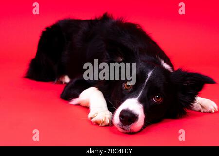 Border-Collie-Hund, 1-2 Jahre alt, vor gelbem und rotem Hintergrund Stockfoto