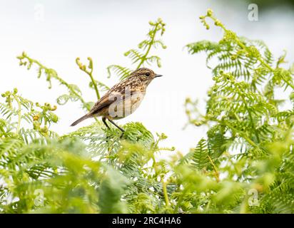 Ein junger Stonechat, Saxicola Torquata in Kentmere, Lake District, Großbritannien. Stockfoto