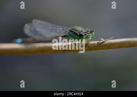 Blauschwanzflosse oder Blauschwanzflosse (Ischnura elegans), männlich Stockfoto