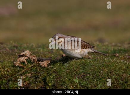 Eurasian Wryneck (Jynx Torquilla), Erwachsenenfutter auf Mossy Grass, Eccles-on-Sea, Norfolk, Großbritannien. April Stockfoto