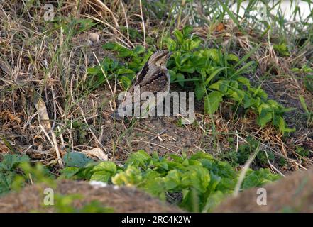 Eccles-on-Sea, Norfolk, Vereinigtes Königreich. April Stockfoto