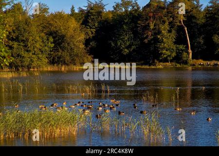 Enten auf dem See in Emo Court, County Laois, Irland Stockfoto