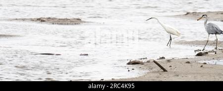 Little Egret; Egretta garzetta, Grey Heron, ardea cinerea und European Otter, Lutra lutra, Angeln in Leighton Moss, Silverdale, Lancashire, Vereinigtes Königreich. Stockfoto