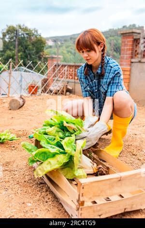 Der ganze Körper einer pflichtbewussten jungen Frau in lässiger Kleidung und Handschuhen, die Gemüse im Garten in einer Schachtel erntet, während sie tagsüber auf dem Land arbeitet Stockfoto