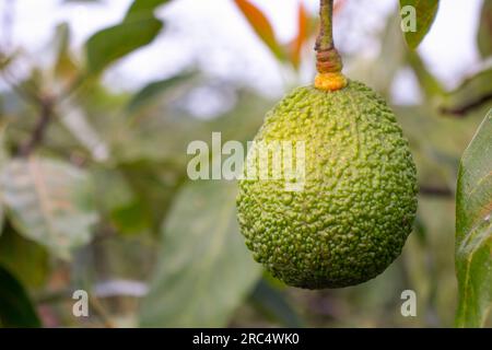 Nahaufnahme von frischer grüner Hass-Avocado, die auf einem natürlichen mexikanischen Feld an Bäumen hängt Stockfoto