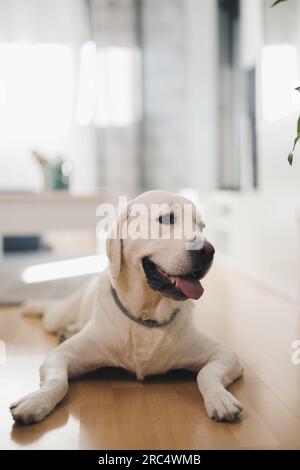 Labrador Golden Retriever liegt auf Laminatboden im Wohnzimmer und blickt mit offenem Mund vor verschwommenem Hintergrund weg Stockfoto