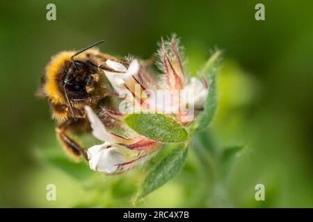 Hoher Winkel von Honigbienen, die Pollen und Nektar auf weißen und roten Blüten in der Natur vor grünem Löwenzahn sammeln Stockfoto
