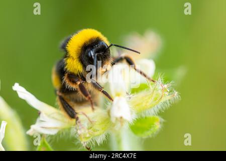 Verschlüsse von Honigbienen, die Pollen und Nektar auf weißen Blüten in der Natur vor grünem Löwenzahn sammeln Stockfoto