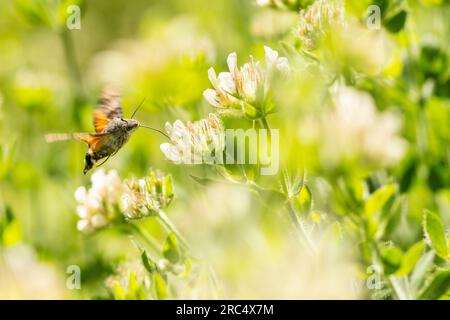 Seitenansicht einer Kolibri-Falken-Motte, die in der Luft schwebt, während sie Blütennektar auf dem Feld füttert Stockfoto