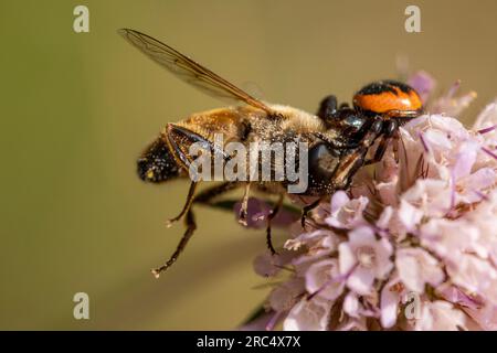Nahaufnahme einer kleinen Biene, die auf einer blühenden rosa Blume in der Natur sitzt, vor einem verschwommenen, bunten Hintergrund mit hellem Sonnenlicht und Pollen Stockfoto