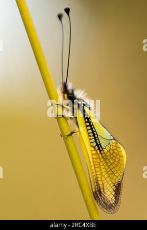 Seitenansicht von Libelloides coccajus mit bunten gelben Flügeln und langen Antennen auf dem Stiel auf verschwommenem Hintergrund Stockfoto