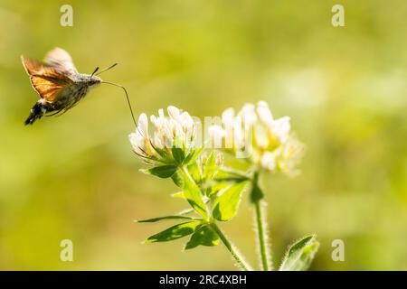 Seitenansicht einer Kolibri-Falken-Motte, die in der Luft schwebt, während sie Blütennektar auf dem Feld füttert Stockfoto