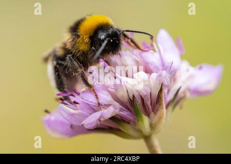 Nahaufnahme von kleinen Bienen, die Pollen auf leuchtend lila Blüten auf gelbem Hintergrund in der Natur sammeln, mit grüner Pflanze während der Blütezeit Stockfoto