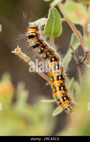 Nahaufnahme einer haarigen Raupe einer blassen eggar-Motte, die an einem sonnigen Tag in der Natur auf frischer grüner Pflanze sitzt Stockfoto